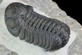 Austerops Trilobite - Excellent Eye Facets #89324-3